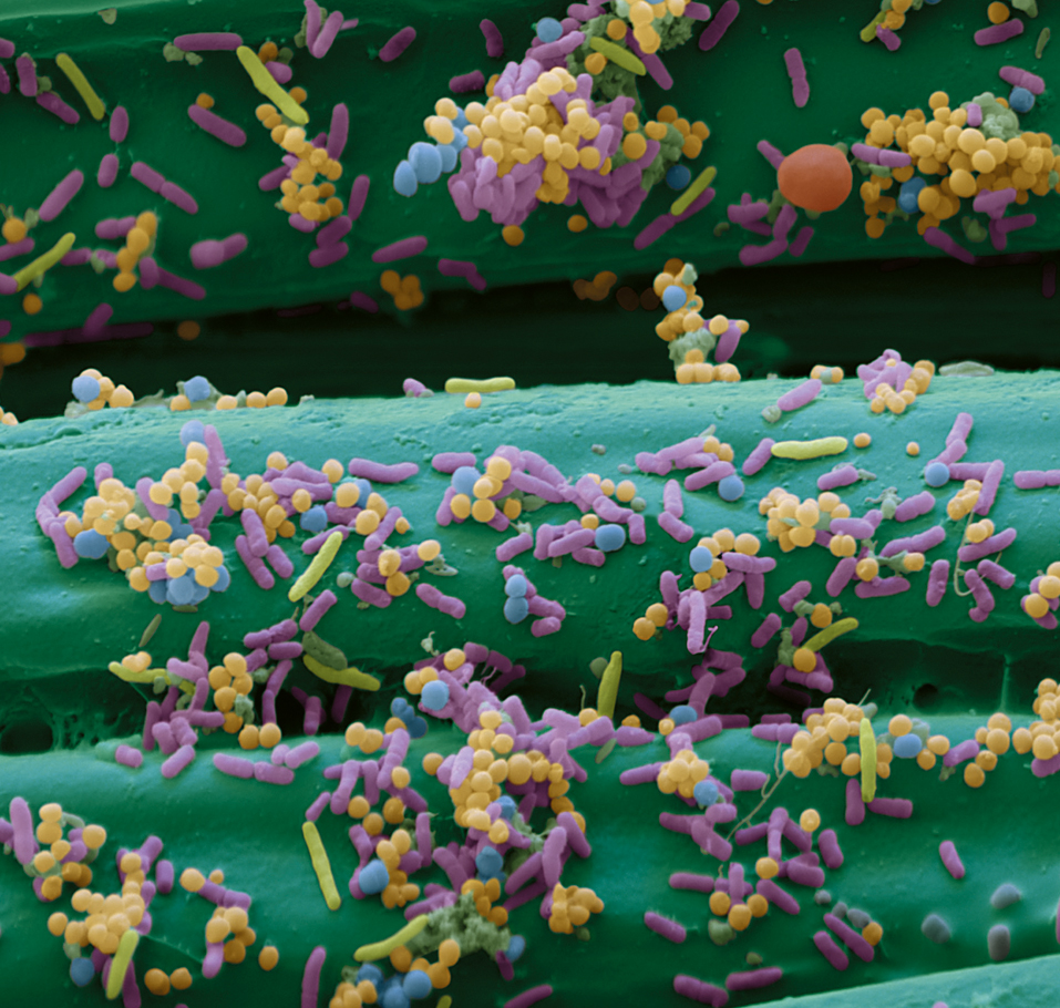 Cutimed Sorbact Kompresse, 4 x 6 cm - Packung à 42 Stück